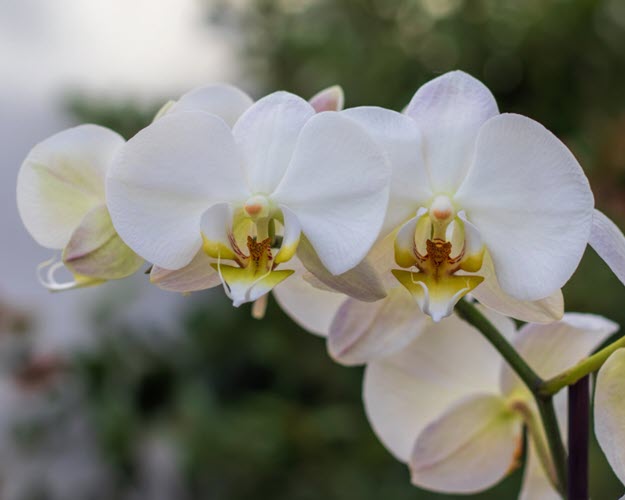 white orchid PSYCHOSOMATIC: A Picture Made Me Sneeze, Dr. Ross Grumet